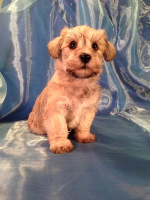 Schnoodle Puppies for sale by Iowa's top Breeder!  Schnoodles are $750 for males and $950 for females. We are located only ten miles from the Minnesota Border and I-35.